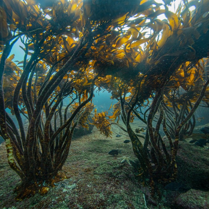 Obrázok z Oris Aquis Date Kelp Forest Limited Edition